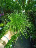 Kocia Trawa Cibora zmienna Cyperus zumula Kocia Trawka Koci Przysmak