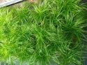 Kocia Trawa Cibora zmienna Cyperus zumula Kocia Trawka Koci Przysmak