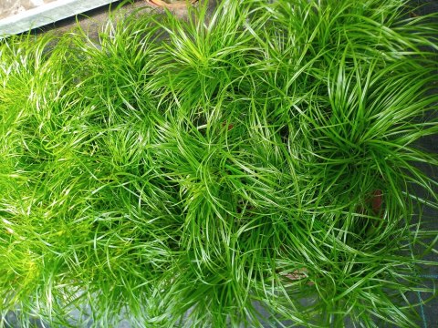 Kocia Trawa Cibora zmienna Cyperus zumula Kocia Trawka Koci Przysmak Kocia Trawa Cibora zmienna Cyperus zumula Kocia Trawka Koci Przysmak