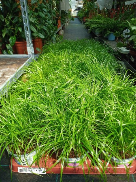 Kocia Trawa Cibora zmienna Cyperus zumula Kocia Trawka Koci Przysmak Kocia Trawa Cibora zmienna Cyperus zumula Kocia Trawka Koci Przysmak