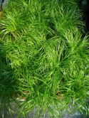 Kocia Trawa Cibora zmienna Cyperus zumula Kocia Trawka Koci Przysmak