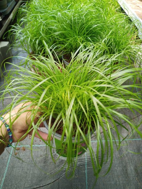 Kocia Trawa Cibora zmienna Cyperus zumula Kocia Trawka Koci Przysmak Kocia Trawa Cibora zmienna Cyperus zumula Kocia Trawka Koci Przysmak