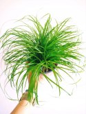 Kocia Trawa Cibora zmienna Cyperus zumula Kocia Trawka Koci Przysmak