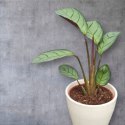 MARANTA LEUCONEURA AMABILIS MINT marantha mini