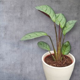 MARANTA LEUCONEURA AMABILIS MINT marantha mini
