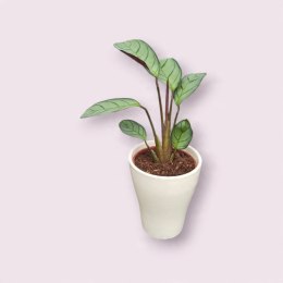 MARANTA LEUCONEURA AMABILIS MINT marantha mini