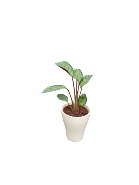 MARANTA LEUCONEURA AMABILIS MINT marantha mini MARANTA LEUCONEURA AMABILIS MINT marantha mini