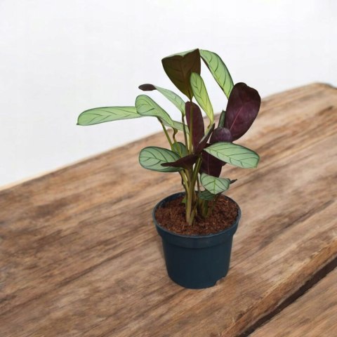 MARANTA LEUCONEURA AMABILIS MINT marantha mini MARANTA LEUCONEURA AMABILIS MINT marantha mini