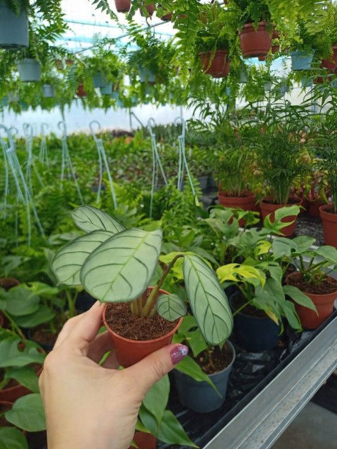 MARANTA LEUCONEURA AMABILIS MINT marantha mini MARANTA LEUCONEURA AMABILIS MINT marantha mini