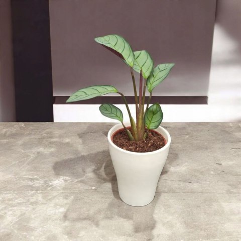 MARANTA LEUCONEURA AMABILIS MINT marantha mini MARANTA LEUCONEURA AMABILIS MINT marantha mini