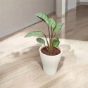 MARANTA LEUCONEURA AMABILIS MINT marantha mini