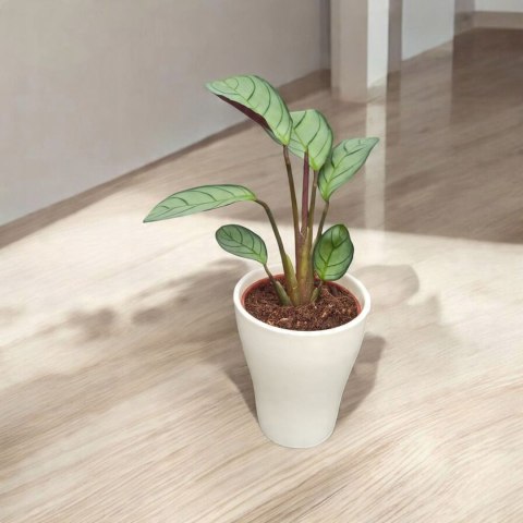 MARANTA LEUCONEURA AMABILIS MINT marantha mini MARANTA LEUCONEURA AMABILIS MINT marantha mini
