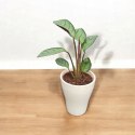 MARANTA LEUCONEURA AMABILIS MINT marantha mini