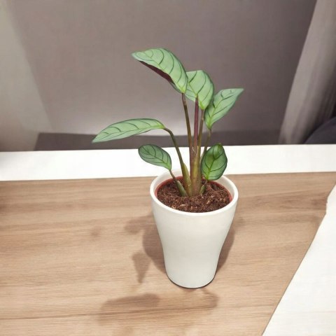 MARANTA LEUCONEURA AMABILIS MINT marantha mini MARANTA LEUCONEURA AMABILIS MINT marantha mini