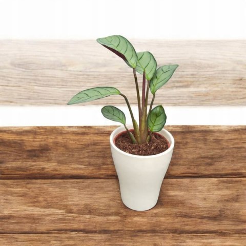 MARANTA LEUCONEURA AMABILIS MINT marantha mini MARANTA LEUCONEURA AMABILIS MINT marantha mini