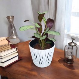 MARANTA LEUCONEURA AMABILIS MINT trudna do zabicia dobra dla poczatkujacych