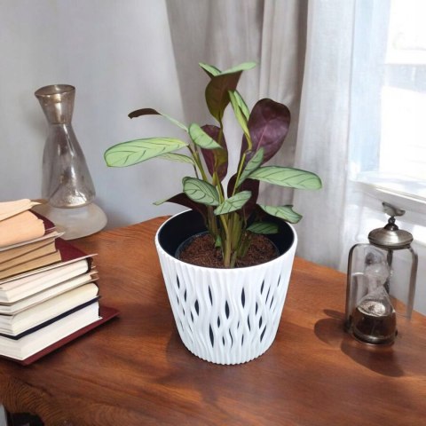 MARANTA LEUCONEURA AMABILIS MINT trudna do zabicia dobra dla poczatkujacych MARANTA LEUCONEURA AMABILIS MINT trudna do zabicia dobra dla poczatkujacych