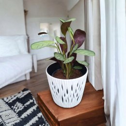 MARANTA LEUCONEURA AMABILIS MINT trudna do zabicia dobra dla poczatkujacych