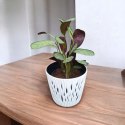 MARANTA LEUCONEURA AMABILIS MINT trudna do zabicia dobra dla poczatkujacych