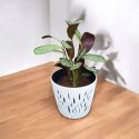 MARANTA LEUCONEURA AMABILIS MINT trudna do zabicia dobra dla poczatkujacych
