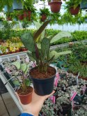 MARANTA LEUCONEURA AMABILIS MINT trudna do zabicia dobra dla poczatkujacych