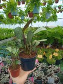 MARANTA LEUCONEURA AMABILIS MINT trudna do zabicia dobra dla poczatkujacych