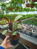 MARANTA LEUCONEURA AMABILIS MINT trudna do zabicia dobra dla poczatkujacych