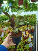 MARANTA LEUCONEURA AMABILIS MINT trudna do zabicia dobra dla poczatkujacych