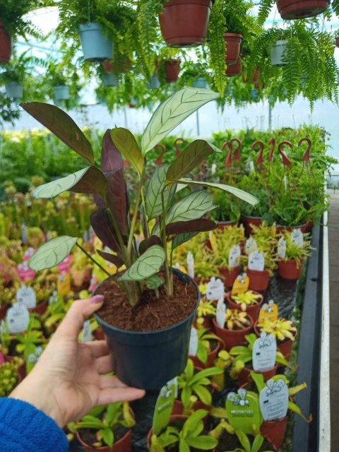 MARANTA LEUCONEURA AMABILIS MINT trudna do zabicia dobra dla poczatkujacych MARANTA LEUCONEURA AMABILIS MINT trudna do zabicia dobra dla poczatkujacych