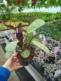 MARANTA LEUCONEURA AMABILIS MINT trudna do zabicia dobra dla poczatkujacych