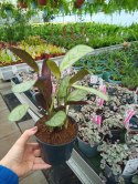 MARANTA LEUCONEURA AMABILIS MINT trudna do zabicia dobra dla poczatkujacych