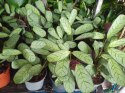 MARANTA LEUCONEURA AMABILIS MINT trudna do zabicia dobra dla poczatkujacych