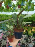 MARANTA LEUCONEURA AMABILIS MINT trudna do zabicia dobra dla poczatkujacych
