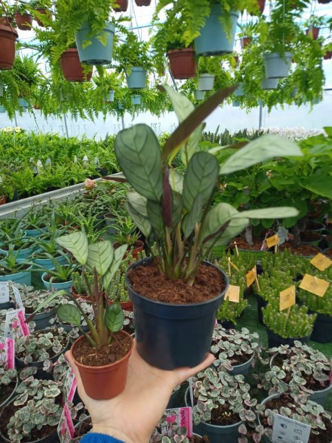 MARANTA LEUCONEURA AMABILIS MINT trudna do zabicia dobra dla poczatkujacych MARANTA LEUCONEURA AMABILIS MINT trudna do zabicia dobra dla poczatkujacych