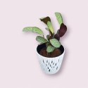 MARANTA LEUCONEURA AMABILIS MINT trudna do zabicia dobra dla poczatkujacych