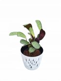 MARANTA LEUCONEURA AMABILIS MINT trudna do zabicia dobra dla poczatkujacych