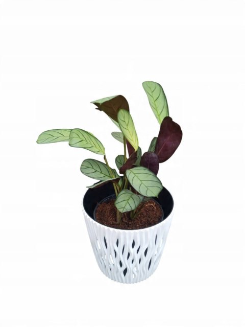 MARANTA LEUCONEURA AMABILIS MINT trudna do zabicia dobra dla poczatkujacych MARANTA LEUCONEURA AMABILIS MINT trudna do zabicia dobra dla poczatkujacych