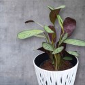 MARANTA LEUCONEURA AMABILIS MINT trudna do zabicia dobra dla poczatkujacych
