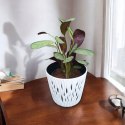 MARANTA LEUCONEURA AMABILIS MINT trudna do zabicia dobra dla poczatkujacych