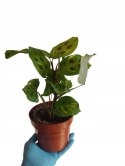 Maranta leuconeura var. kerchoveana variegata don. 12cm