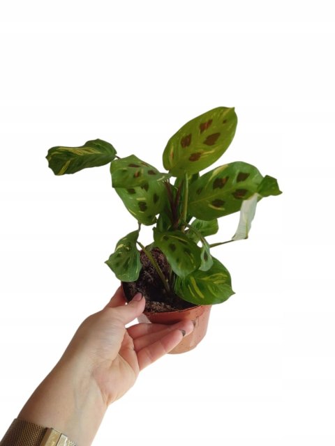 Maranta leuconeura var. kerchoveana variegata don. 12cm Maranta leuconeura var. kerchoveana variegata don. 12cm