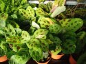 Maranta leuconeura var. kerchoveana variegata don. 12cm