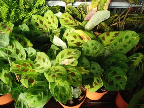Maranta leuconeura var. kerchoveana variegata don. 12cm Maranta leuconeura var. kerchoveana variegata don. 12cm