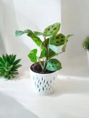 Maranta leuconeura var. kerchoveana variegata don. 12cm