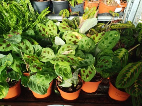 Maranta leuconeura var. kerchoveana variegata don. 12cm Maranta leuconeura var. kerchoveana variegata don. 12cm