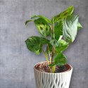Maranta leuconeura var. kerchoveana variegata don. 12cm