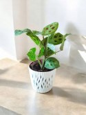 Maranta leuconeura var. kerchoveana variegata don. 12cm