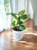 Maranta leuconeura var. kerchoveana variegata don. 12cm
