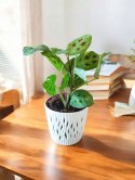 Maranta leuconeura var. kerchoveana variegata don. 12cm