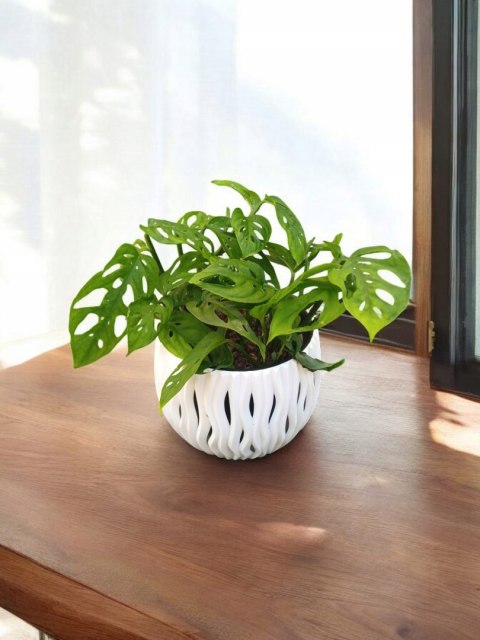 Monstera Dziurawa Monstera drobnootworowa monstera Acuminata DØ13 cm Monstera Dziurawa Monstera drobnootworowa monstera Acuminata DØ13 cm